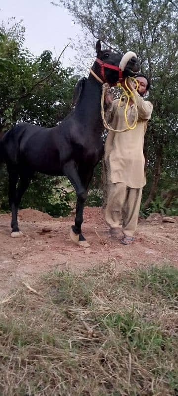 black horse for sale beautiful colour urgent for sale 10