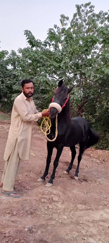 black horse for sale beautiful colour urgent for sale 11