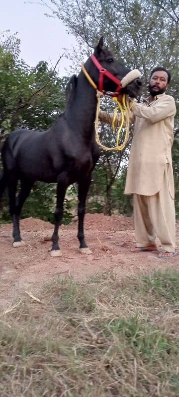 black horse for sale beautiful colour urgent for sale 12