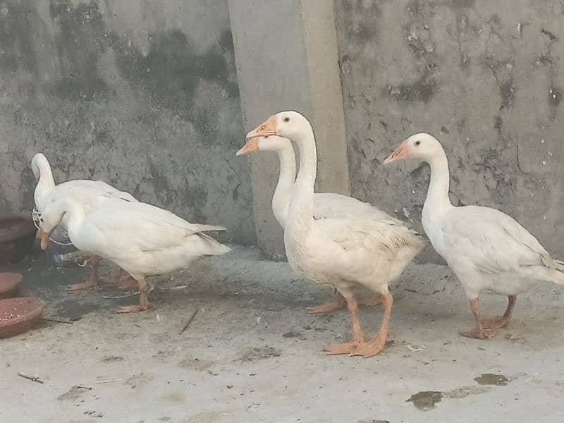 Big ducks for sale 1