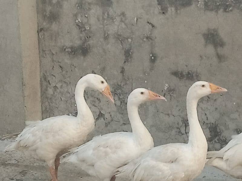 Big ducks for sale 2