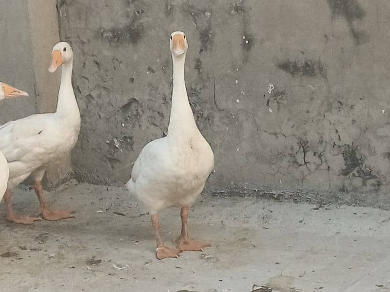 Big ducks for sale 3