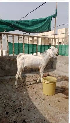 Goat sale 2