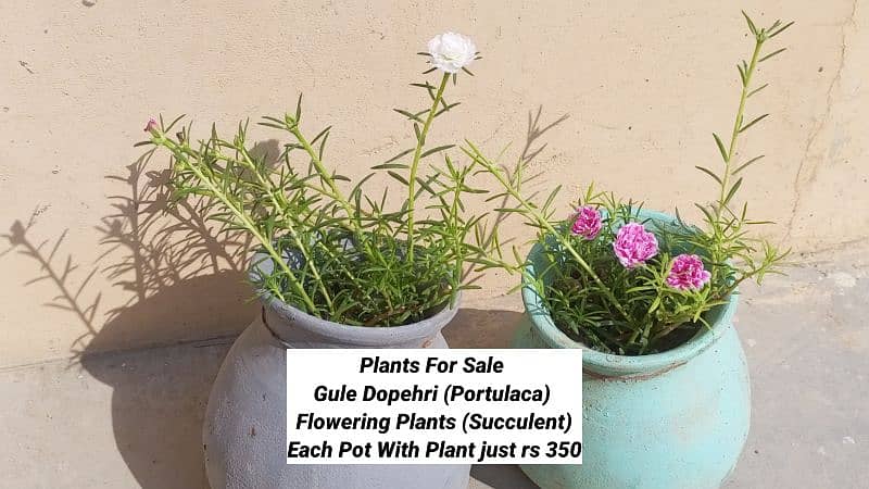 live Plants for sale, elegant look for home/office/garden originally 3