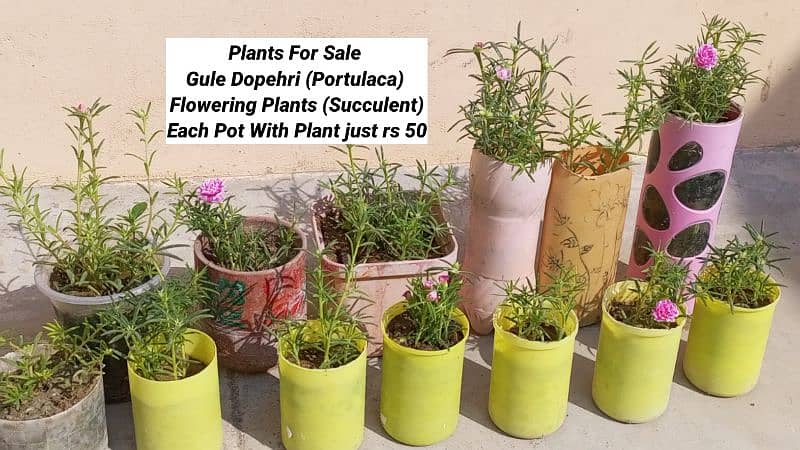 live Plants for sale, elegant look for home/office/garden originally 4