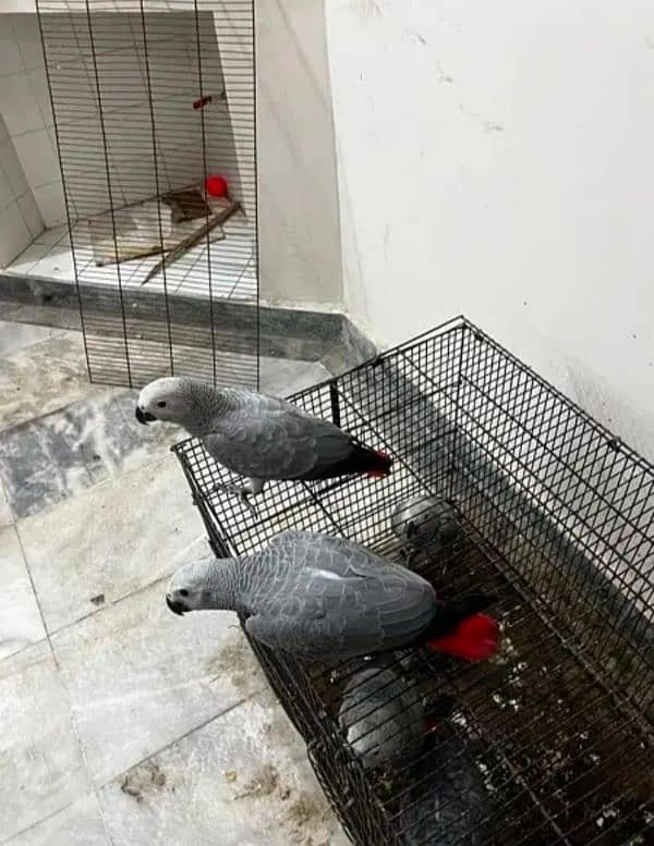 African grey parrot cheeks for sale 0328=299=4041 1