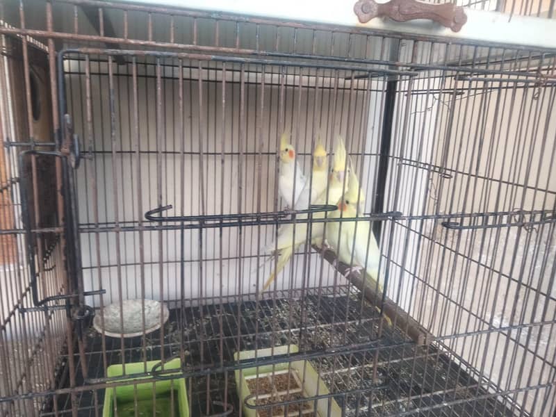 Full cage with coctail and Australian parrot 0