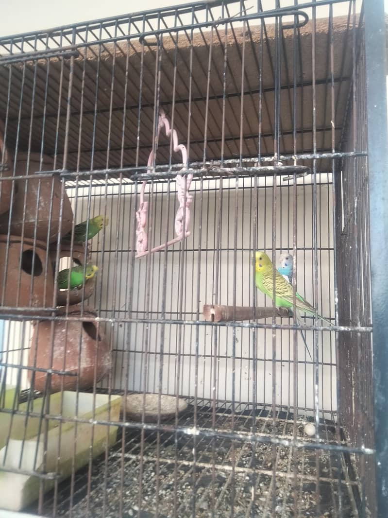 Full cage with coctail and Australian parrot 1