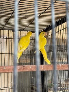 Yellow Ring Neck Pair