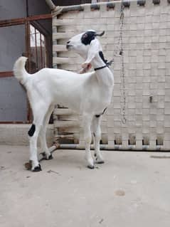 tapre goat for sale white and black color age 9 months