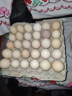 Desi eggs for sale 480 per derjan call and WhatsApp 03266098600