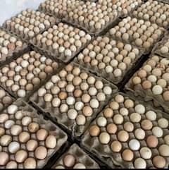 Golden Misri Fresh Eggs | Fertile Eggs | desi andy | egg