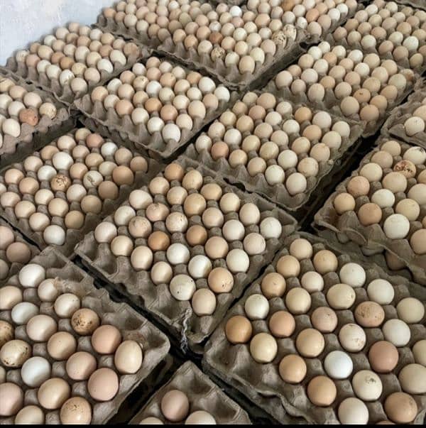 Golden Misri Fresh Eggs | Fertile Eggs | desi andy | egg 0