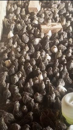 batairs for sale 150 rupies per piece 03095641055