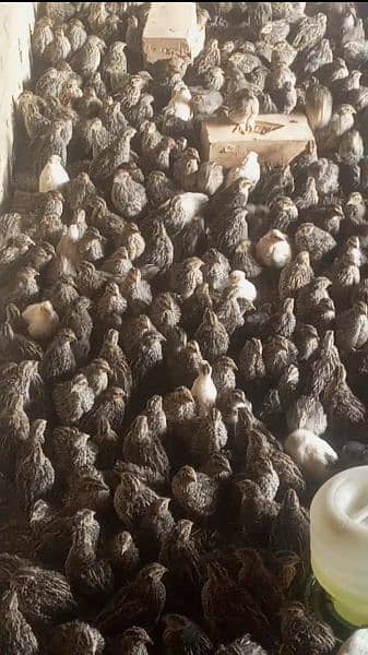 batairs for sale 150 rupies per piece 03095641055 0