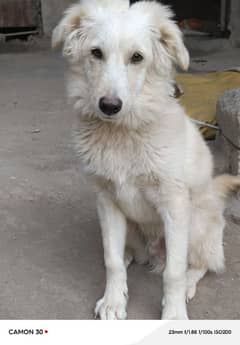 kuvasz dog Hungarian breed