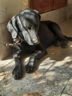 Black Labrador Male