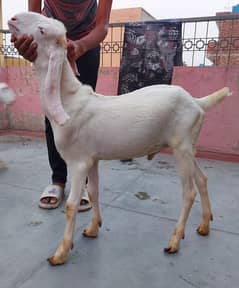 Rajanpuri Goats