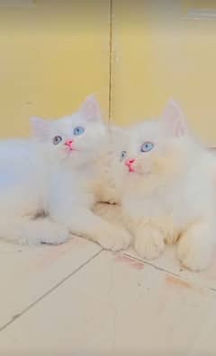 persian white kittens triple coatted blue eyes & odd eyes pair