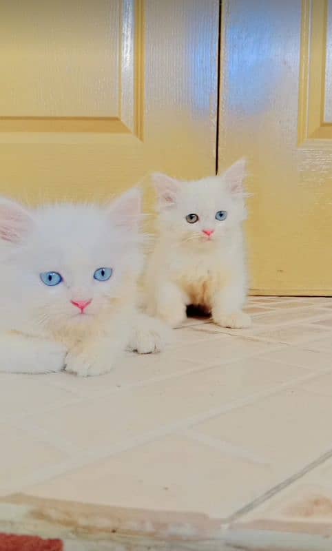 persian white kittens triple coatted blue eyes & odd eyes pair 1