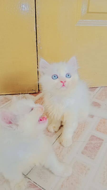 persian white kittens triple coatted blue eyes & odd eyes pair 2