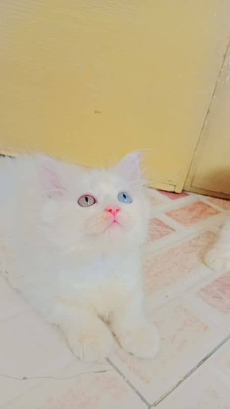 persian white kittens triple coatted blue eyes & odd eyes pair 3