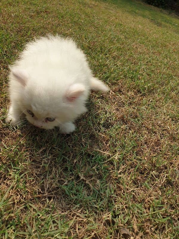 50days old male kitten 3