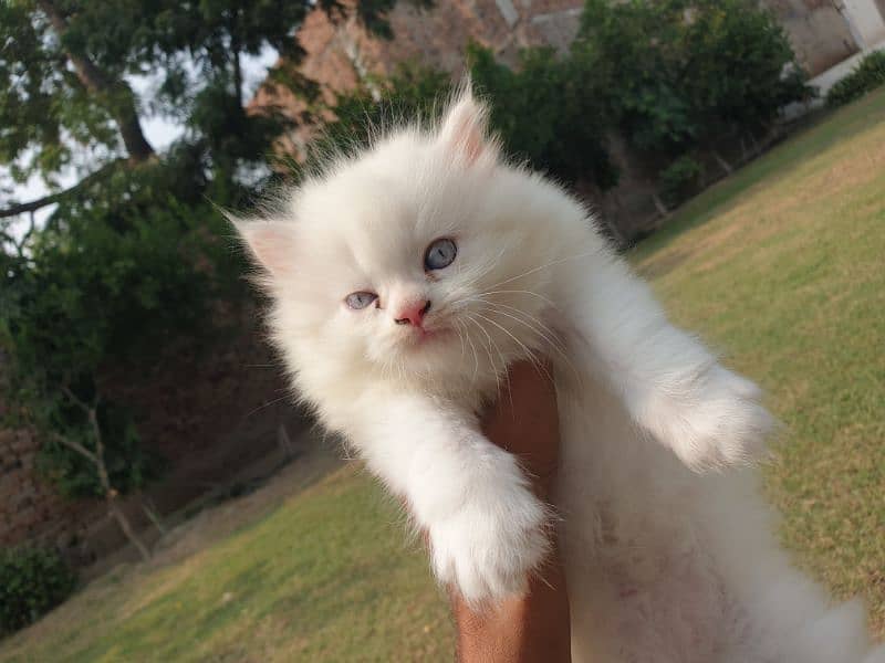 50days old male kitten 4