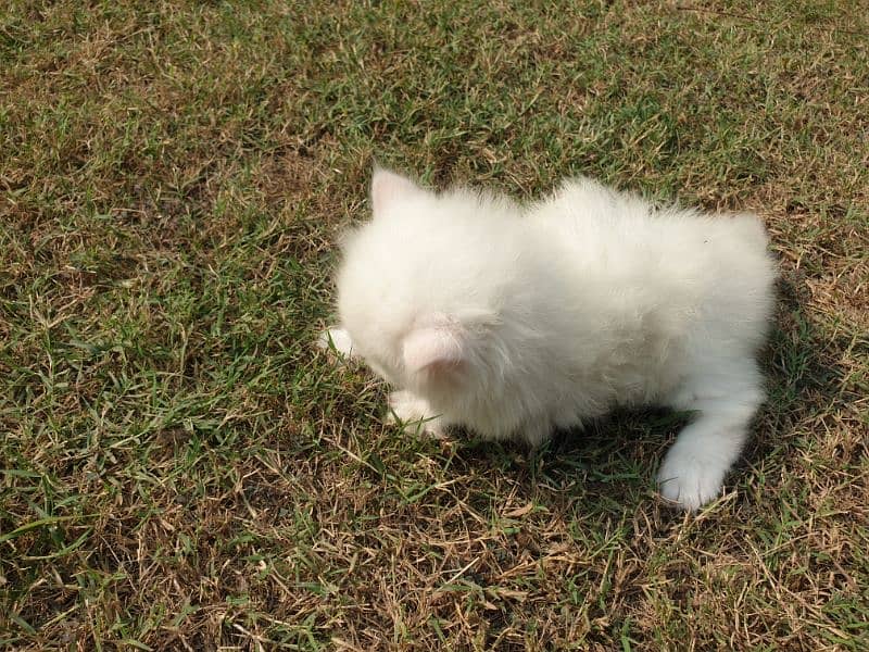 50days old male kitten 5