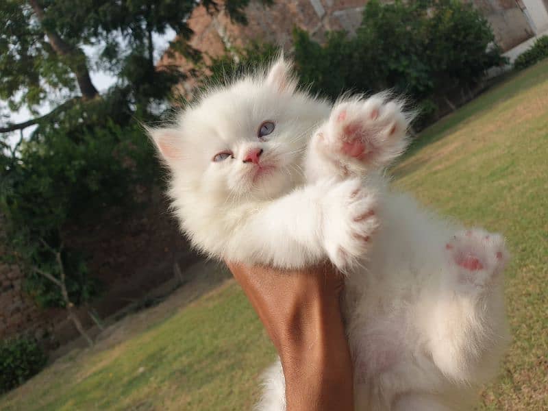 50days old male kitten 6