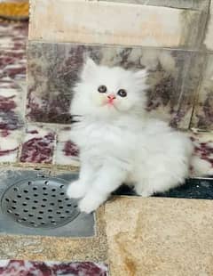 Persian cats kitchen face Panch female and male both available