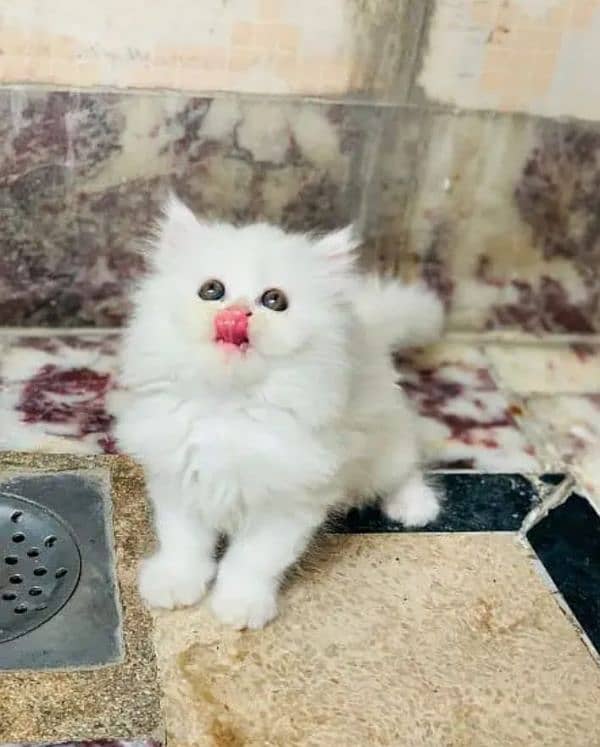 Persian cats kitchen face Panch female and male both available 2