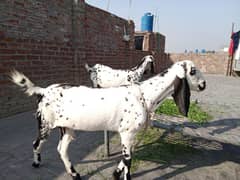 2 bakri sell makichini 03026804609