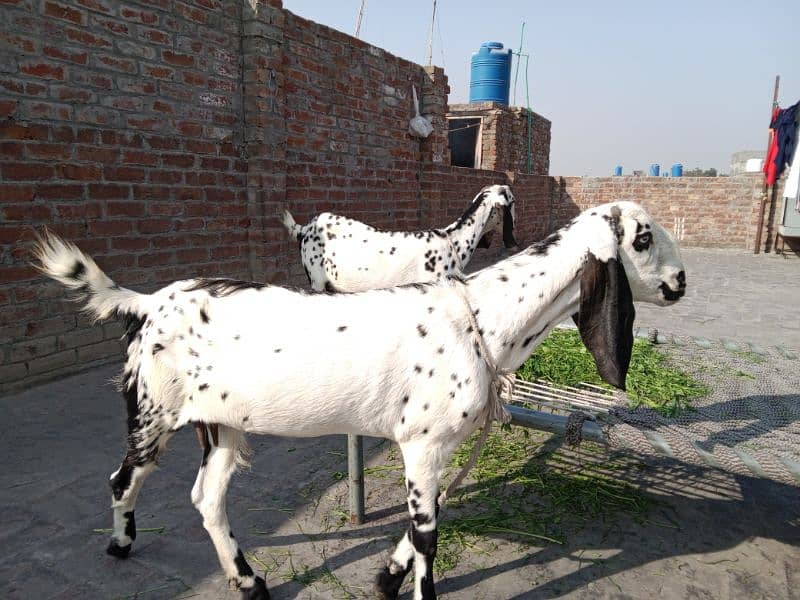 2 bakri sell makichini 03026804609 0