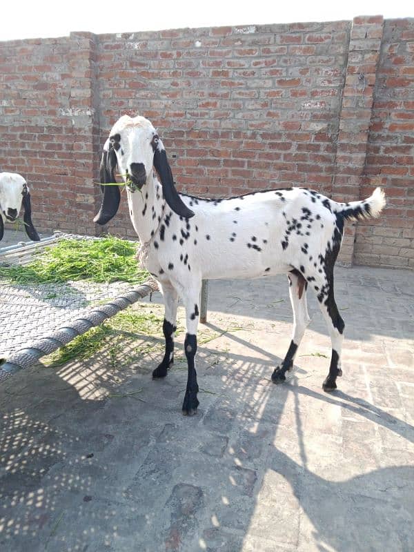 2 bakri sell makichini 03026804609 2