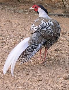 Silver Bird3 |male and 2 green Female|Lophura nycthemera