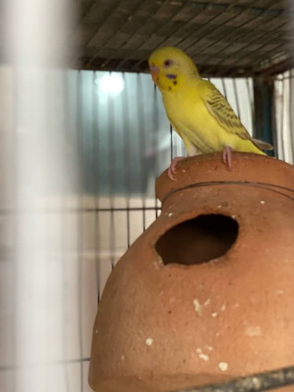 Budgies Pair for sale 0