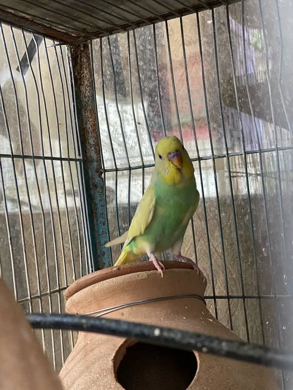 Budgies Pair for sale 1