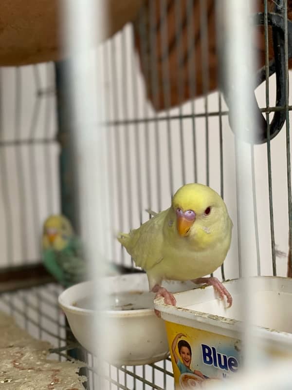 Budgies Pair for sale 2