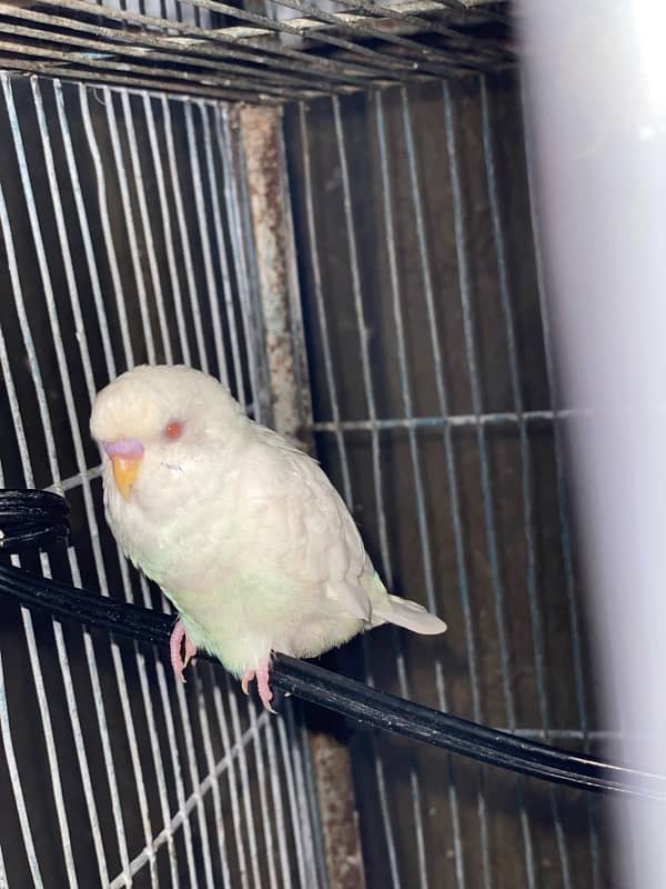 Budgies Pair for sale 3