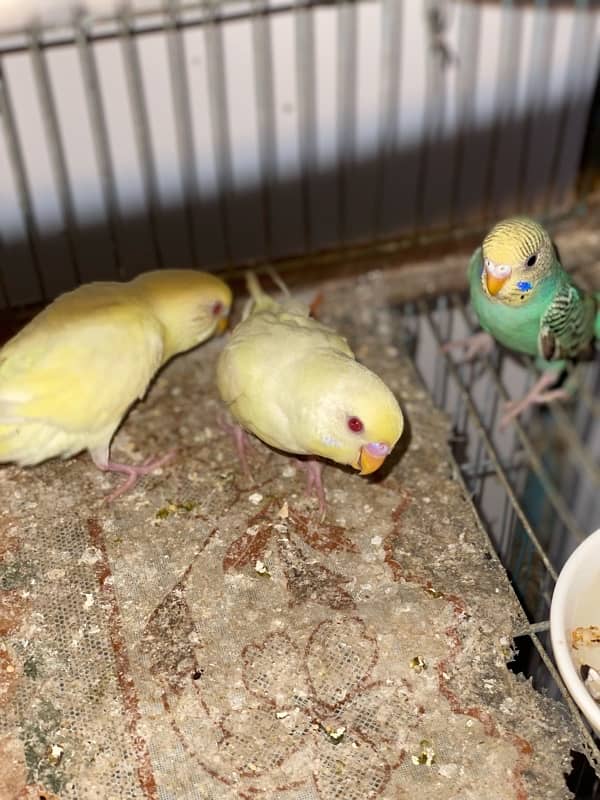 Budgies Pair for sale 4