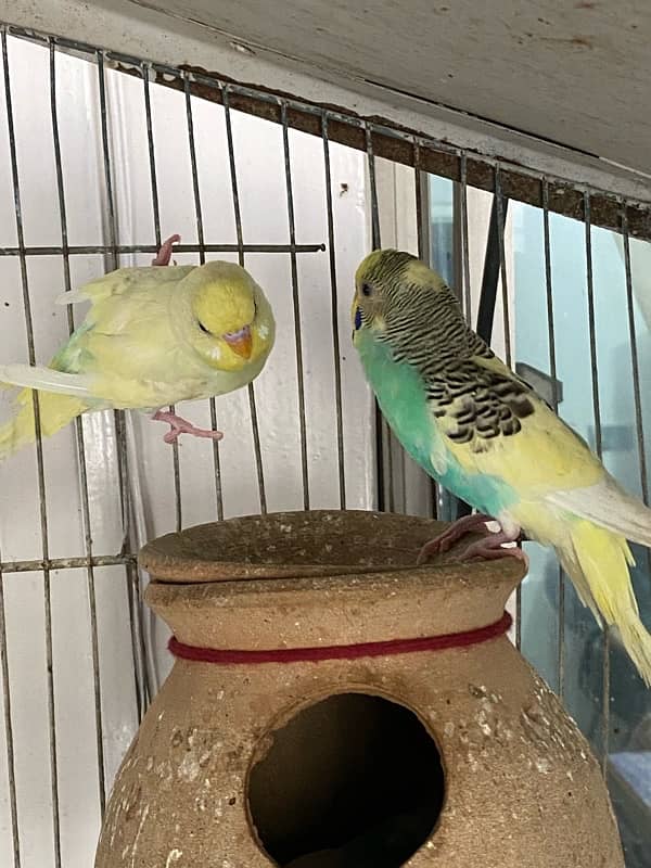 Budgies Pair for sale 5