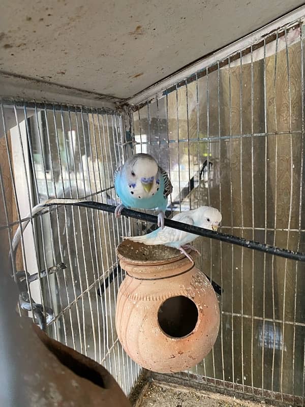 Budgies Pair for sale 6