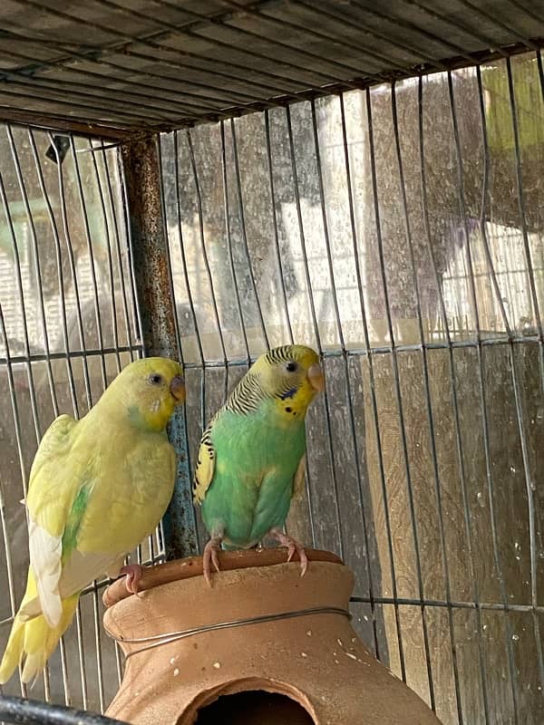 Budgies Pair for sale 7