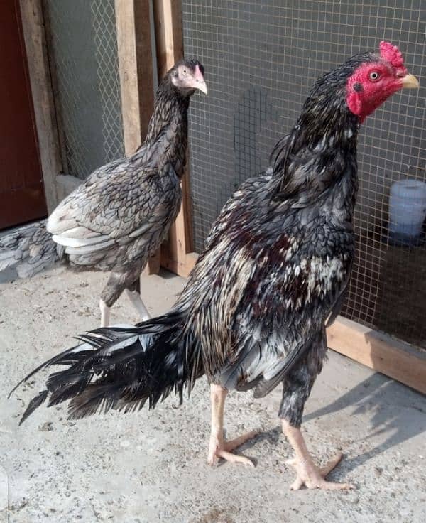 Aseel pair for sale 1