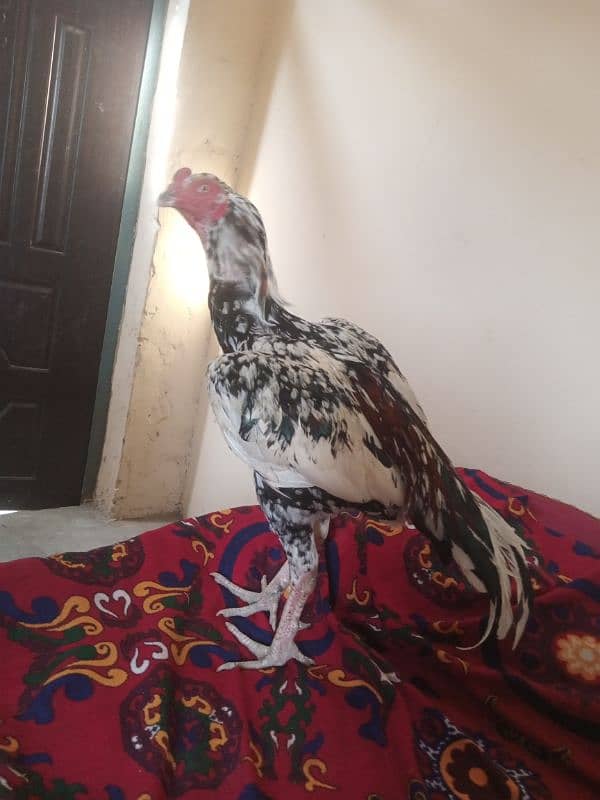 long hight aseel murgha for sale 0326_6899_644 1