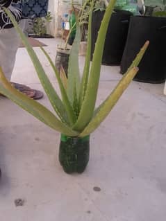 aloe vera plants