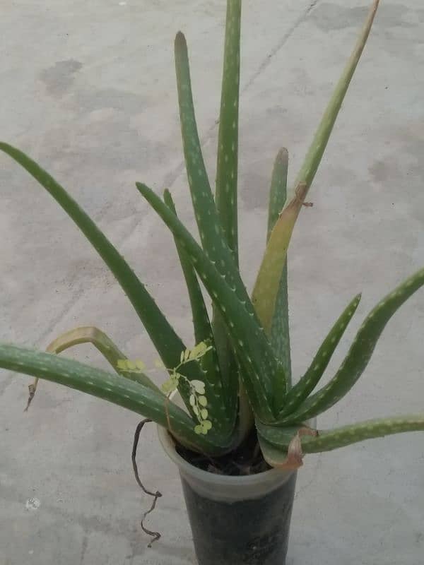 aloe vera plants 1