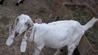 2bakri