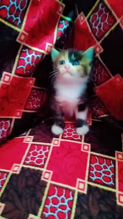 mashallah triple coated 2 female kitten available